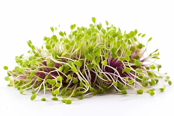 <h1>Sustained Vitality</h1>